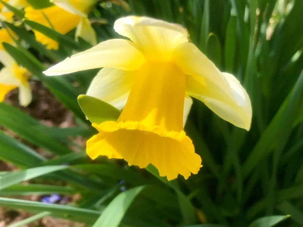 Blumen Garten Frühling Natur Frühling — Stockfoto