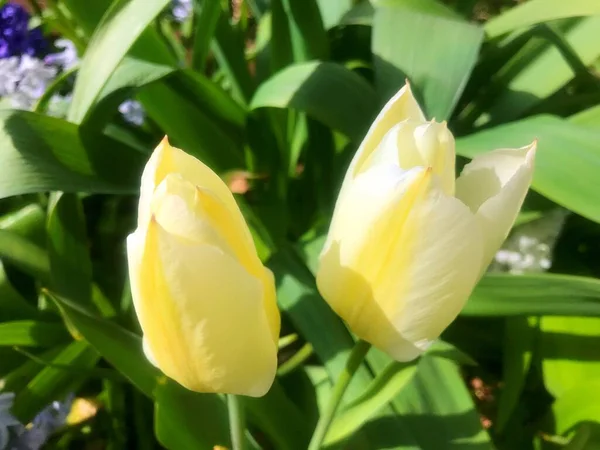 Blumen Garten Frühling Natur Frühling — Stockfoto