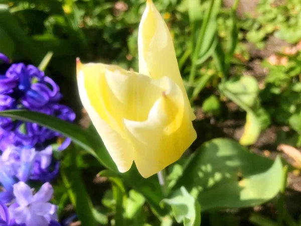 Fleurs Dans Jardin Printemps Nature Printemps — Photo