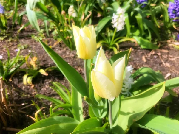 Blumen Garten Frühling Natur Frühling — Stockfoto