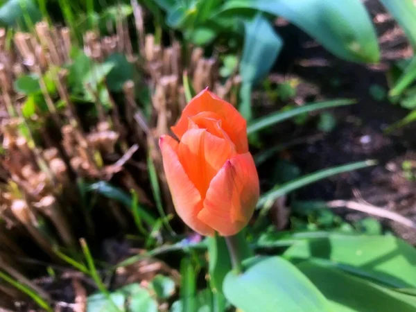 Blommor Trädgården Våren Natur Våren — Stockfoto