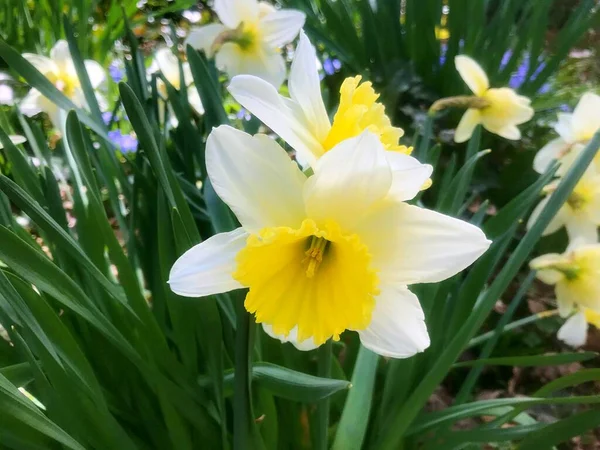 Fleurs Dans Jardin Printemps Nature Printemps — Photo