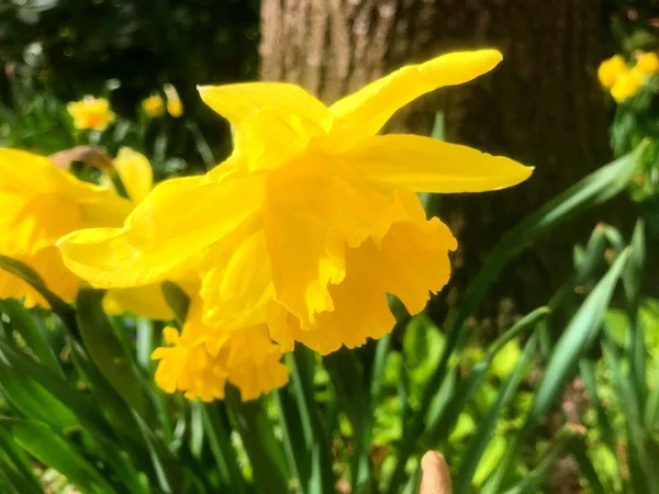 Цветы Саду Весною — стоковое фото
