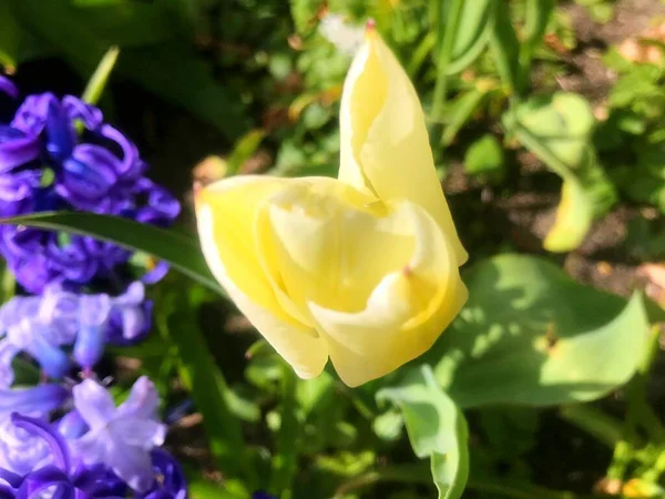 Blommor Trädgården Våren Natur Våren — Stockfoto