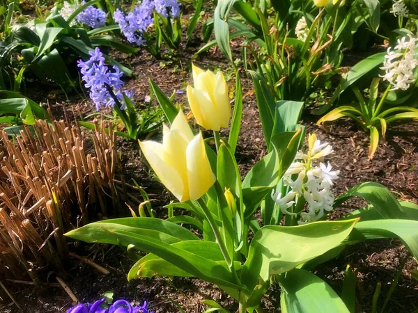 Kwiaty Ogrodzie Pod Wiosną Natura Pod Wiosną — Zdjęcie stockowe