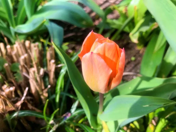 Λουλούδια Στον Κήπο Την Άνοιξη — Φωτογραφία Αρχείου