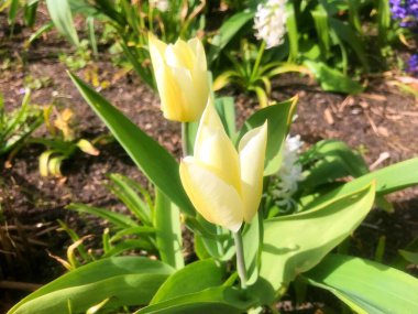 Baharın altındaki bahçede çiçekler. Baharın altındaki doğa ve çiçekler........