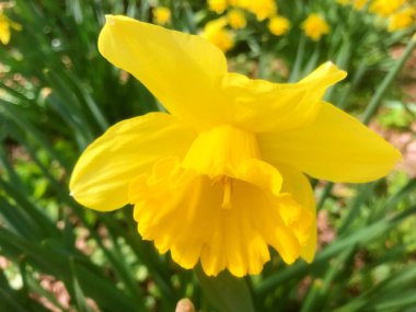 Baharın altındaki bahçede çiçekler. Baharın altındaki doğa ve çiçekler........