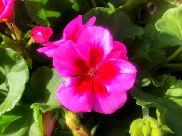 Virágok Kertben Tavasz Alatt Természet Tavasz Alatt Virágok — Stock Fotó