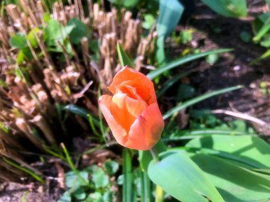 Baharın altındaki bahçede çiçekler. Baharın altındaki doğa ve çiçekler........