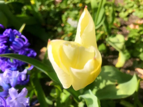 Bloemen Tuin Onder Lente Natuur Onder Lente Bloemen — Stockfoto