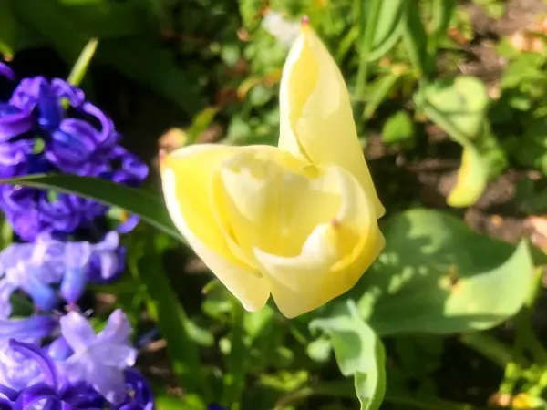 Flores Jardín Bajo Primavera Naturaleza Bajo Primavera Flores — Foto de Stock