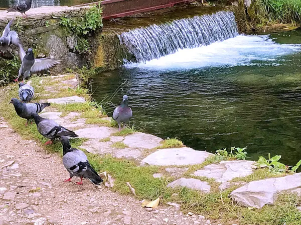 Nehir Kenarındaki Güvercinler Gezgin Yaz Aylarında Mavi Bosna Hersek — Stok fotoğraf