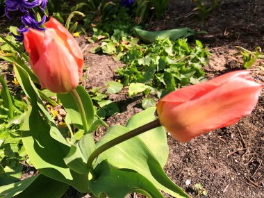 Baharın ve yazın bahçesinde çiçekler. Doğa ve çiçekler. ......