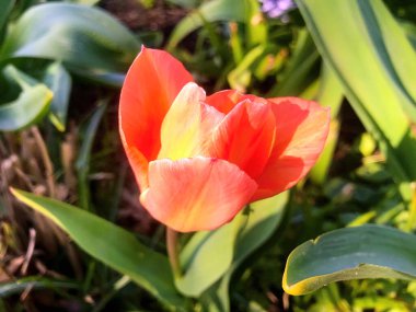 Çiçekler ve doğa yazın altında bahçede.