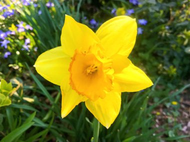 Çiçekler ve doğa yazın altında bahçede.