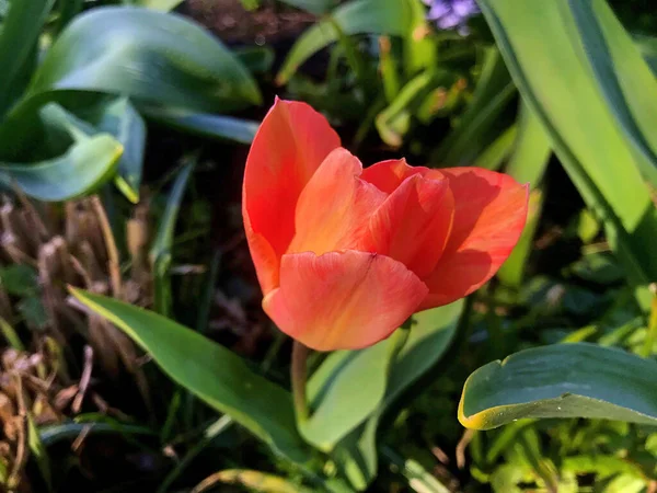 Blumen Garten Sommer Und Frühling Natur Und Blumen — Stockfoto