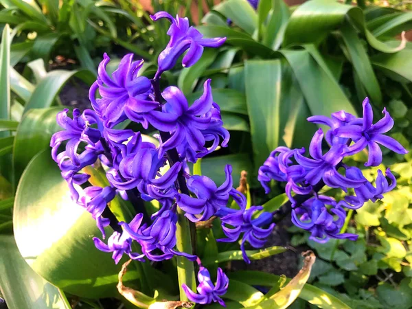 Flores Naturaleza Jardín Verano — Foto de Stock