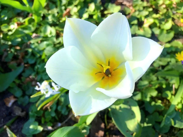 Blumen Und Natur Garten Sommer — Stockfoto