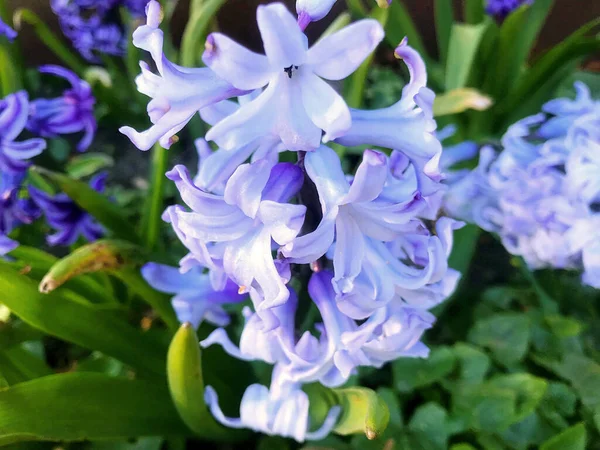 Fleurs Nature Dans Jardin Sous Été — Photo