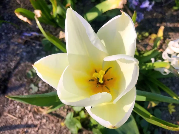 Fleurs Nature Dans Jardin Sous Été — Photo