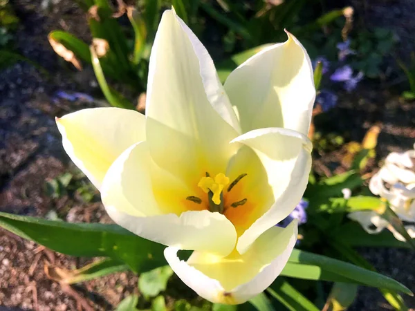 Fleurs Nature Dans Jardin Sous Été — Photo