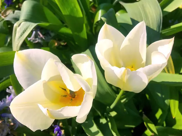 Blumen Und Natur Garten Sommer — Stockfoto