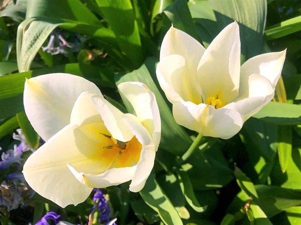 Çiçekler Doğa Yazın Altında Bahçede — Stok fotoğraf