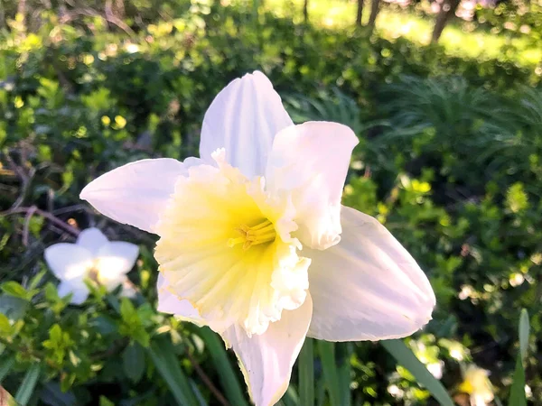 Fleurs Nature Dans Jardin Sous Été — Photo