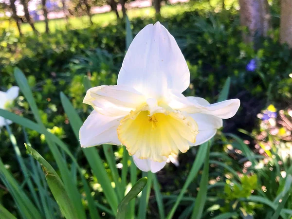 Blumen Und Natur Garten Sommer — Stockfoto