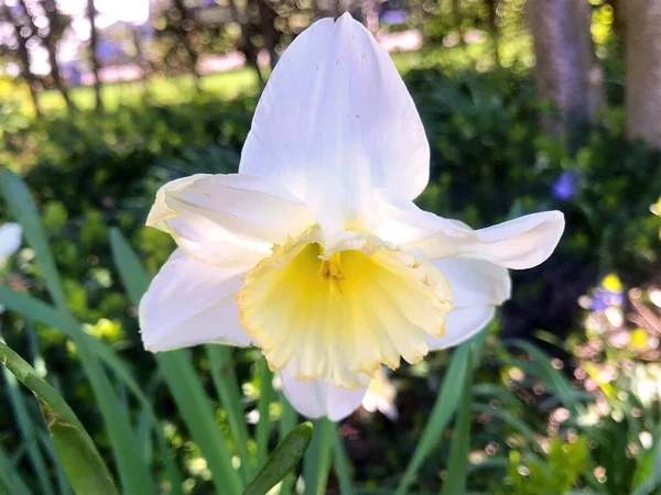 Blumen Und Natur Garten Sommer — Stockfoto