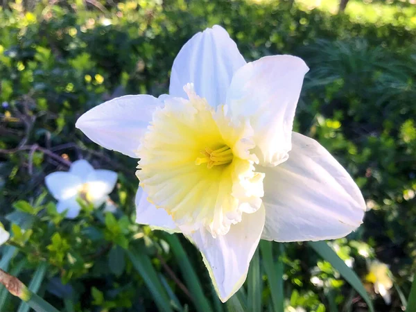 Blumen Und Natur Garten Sommer — Stockfoto