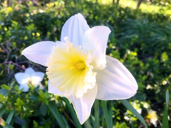 Blumen Und Natur Garten Sommer — Stockfoto