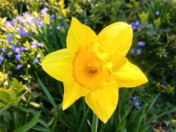 Blumen Und Natur Garten Sommer — Stockfoto