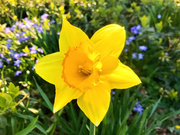 Blumen Und Natur Garten Sommer — Stockfoto