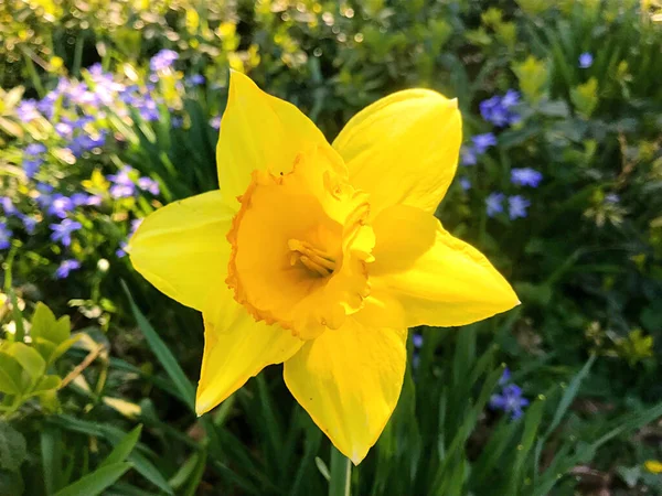 Blumen Und Natur Garten Sommer — Stockfoto