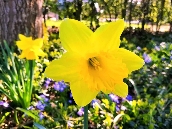 Fleurs Nature Dans Jardin Sous Été — Photo