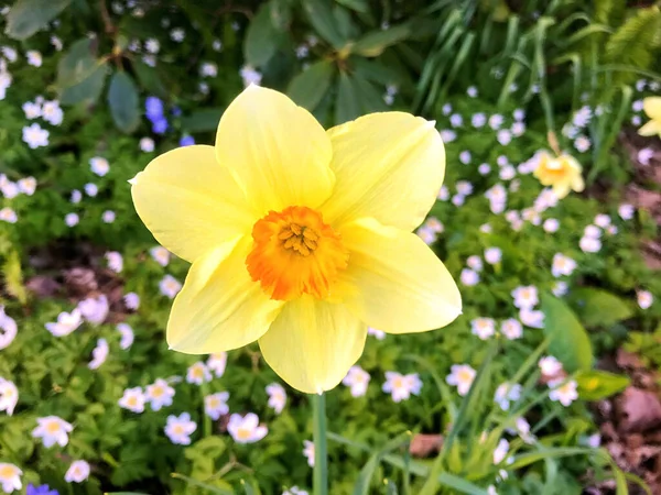 Fleurs Nature Dans Jardin Sous Été — Photo