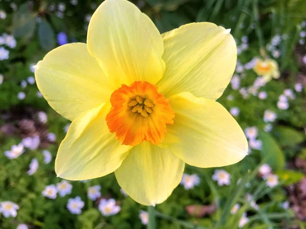 Blumen Und Natur Garten Sommer — Stockfoto