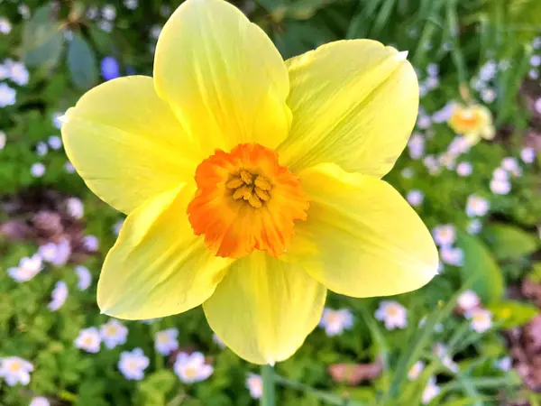 Fleurs Nature Dans Jardin Sous Été — Photo