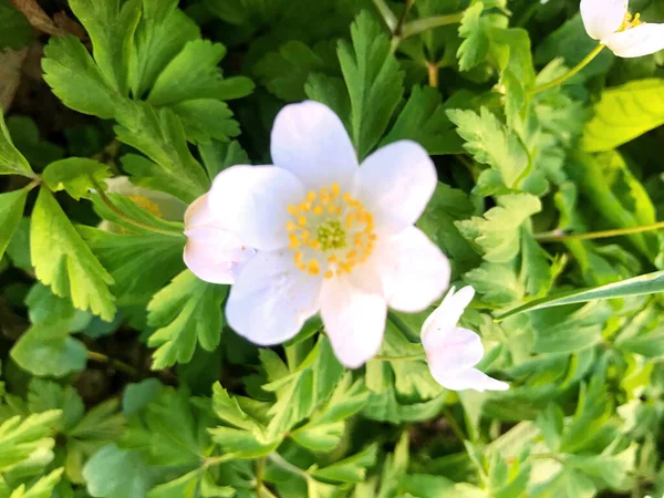 Fleurs Nature Dans Jardin Sous Été — Photo