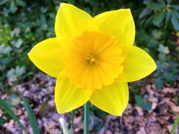 Fleurs Nature Dans Jardin Sous Été — Photo