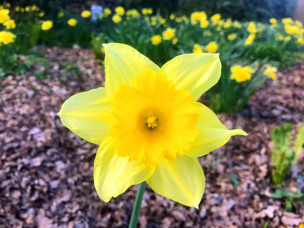 Fleurs Nature Dans Jardin Sous Été — Photo