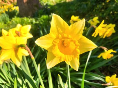 Çiçekler ve doğa yazın altında bahçede.