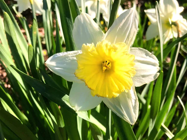 Blumen Und Natur Garten Sommer — Stockfoto