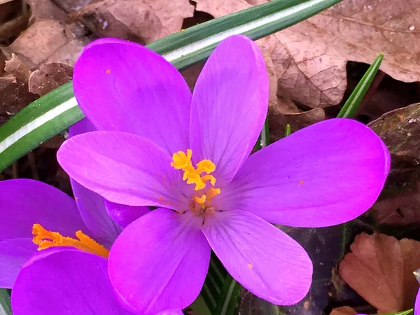 Kwiaty Ogrodzie Pod Wiosną — Zdjęcie stockowe
