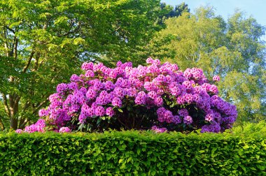 Yazın bahçede çiçekler. Rhododendron çiçekleri.......