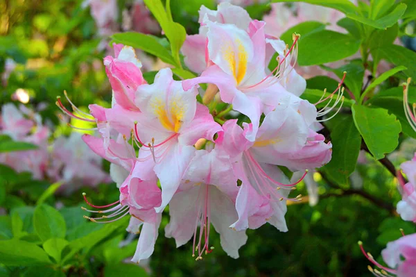 Bloemen Tuin Onder Zomer Rhododendron Bloemen — Stockfoto