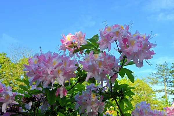 夏天花园里的花 杜鹃花 — 图库照片