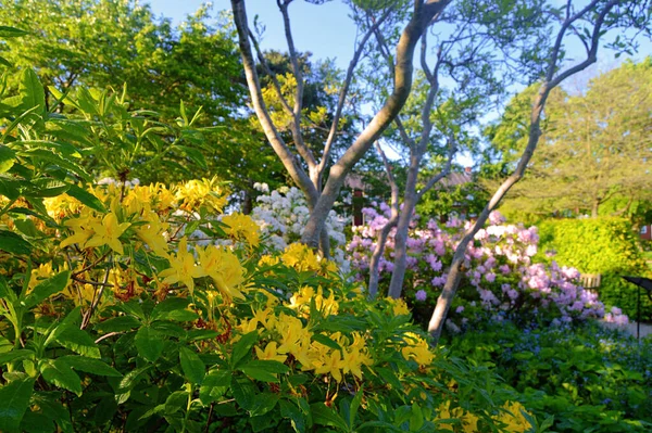 Flowers Garden Summer Rhododendron Flowers — Stock Photo, Image